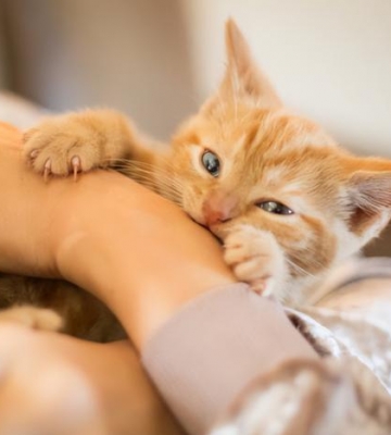 小猫突然喜欢咬东西