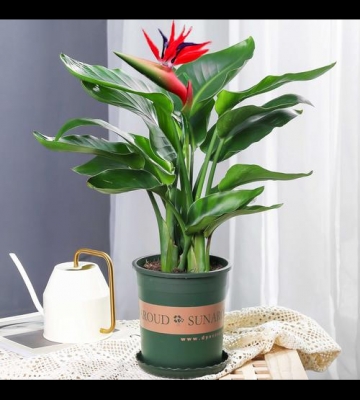室内栽培草本花卉有哪些