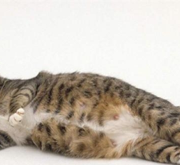 怀孕猫初期要注意什么东西不能吃什