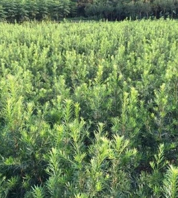罗汉松 栽培方式