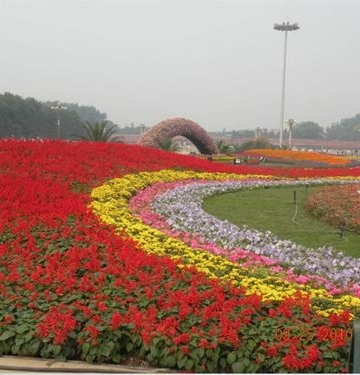 花坛花卉栽培及病虫害防治技术