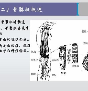 上肢肌肉运动国内外研究现状