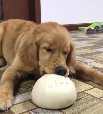 金毛幼犬到处咬东西