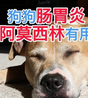 狗肠炎几天能吃东西怎么办