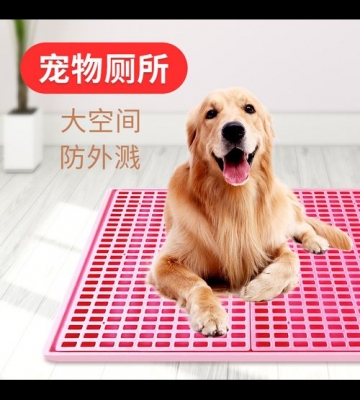 泰迪狗厕所训练