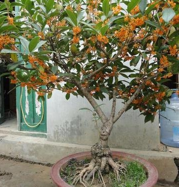 盆栽桂花栽培养护方法