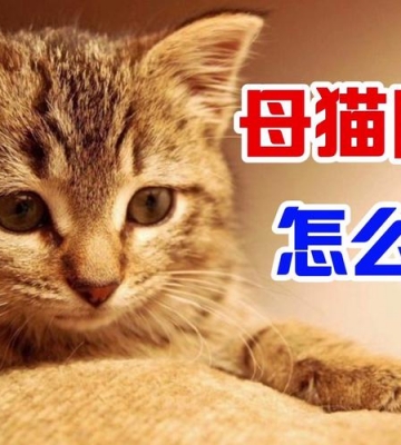 猫尿闭不吃东西怎么办