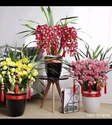 富贵花的养殖方法