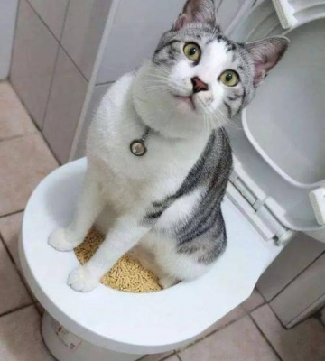 训练小猫去厕所