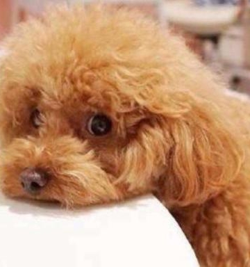 泰迪犬幼犬怎么吃东西怎么办