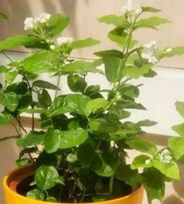茉莉花冬天养殖方法