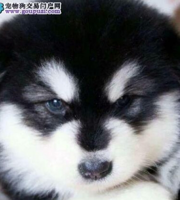 阿拉斯加犬乱咬东西怎么办