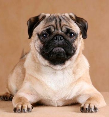 巴哥犬不吃东西怎么办