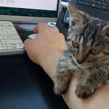 猫咪毁坏主人东西