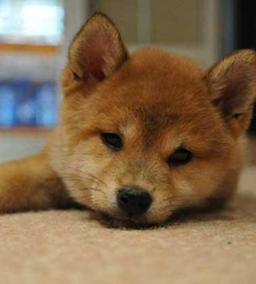 柴犬怎么训练它捡东西
