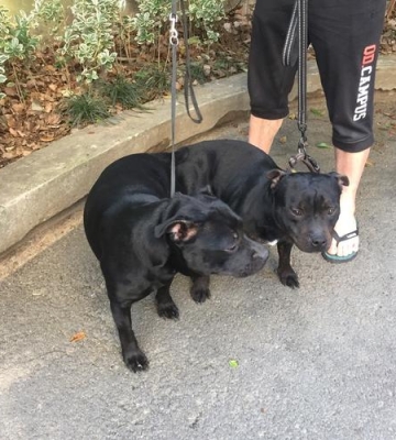 斯塔福犬训练教程秘籍
