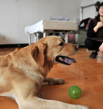 如何训练狗狗技能