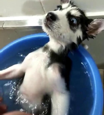狗狗害怕洗澡怎么训练