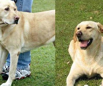 拉布拉多幼犬如何训练大小便