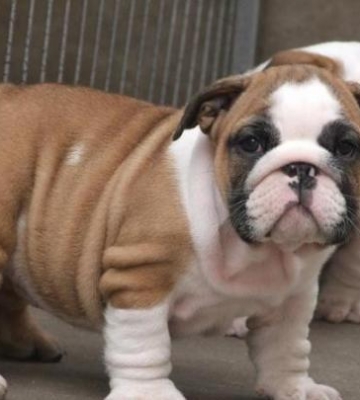 英国斗牛犬幼犬怎么训练