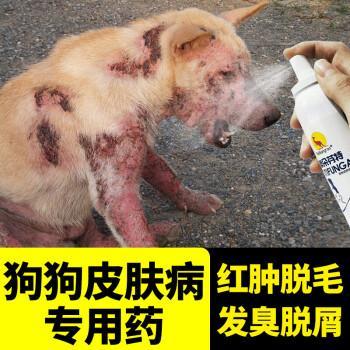 狗皮肤病吃什么好东西
