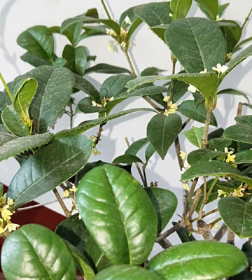 四季桂花在山东省的栽培条件