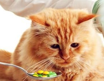猫来新家一直不吃东西怎么办