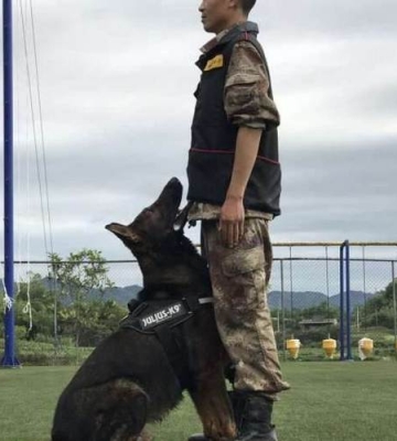 洛阳宠物犬训练基地