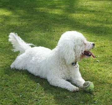 3个月比熊犬大小便怎么训练