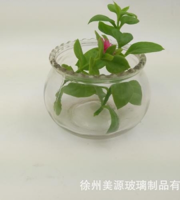 玻璃缸如何栽培花卉图片