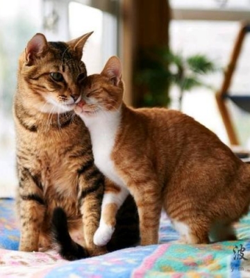 怎样训练猫咪和人亲近