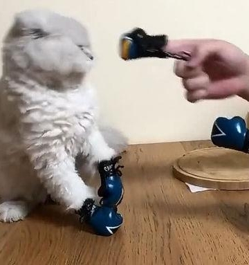 训练猫作动作