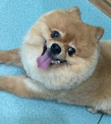 狗狗反胃干呕不吃东西