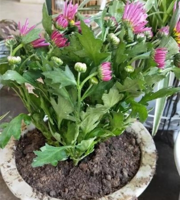 盆栽菊花栽培