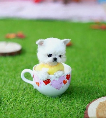 怎么训练茶杯狗