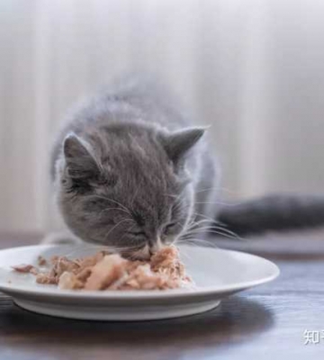 1个多月小猫不吃东西怎么办