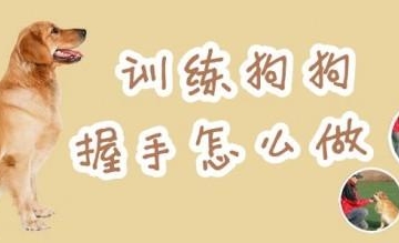 训练狗狗的方法手势视频教程