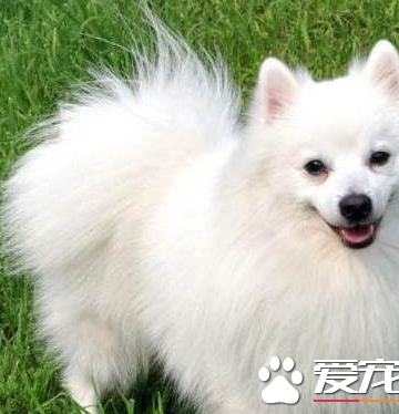 银狐犬怎么养需要哪些东西