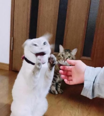 猫要抓人 怎么训练