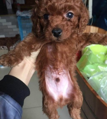 泰迪母狗配种狗不敢咬东西