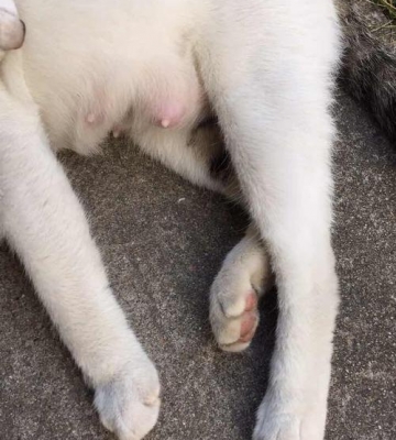 母猫喂奶后不吃东西是什么原因