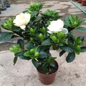 大叶栀子花的养殖方法