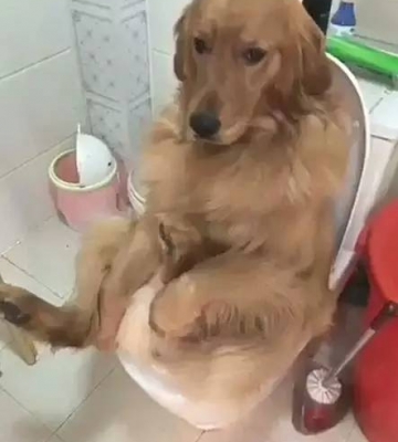 训练狗上马桶