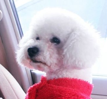 改正训练比熊犬排便