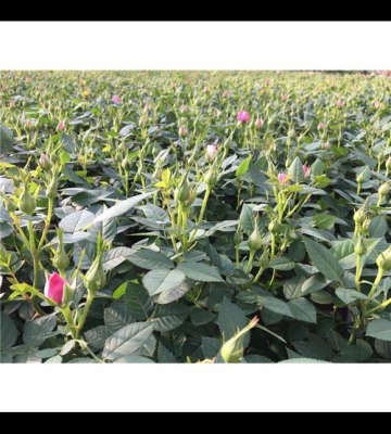 昆明花卉栽培