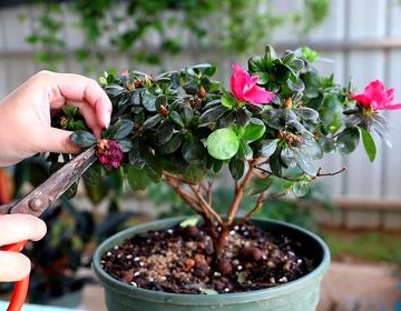 杜鹃花的繁殖方法