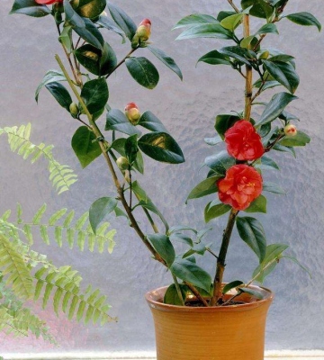 移植茶花注意事项