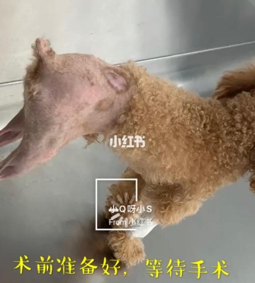 泰迪髌骨移位术后训练