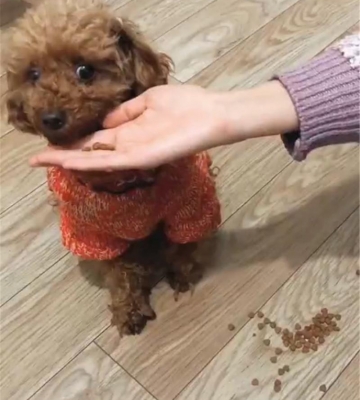 贵宾犬一吃东西就吐