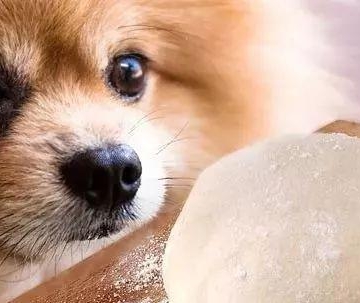狗狗哺乳期不能吃的东西